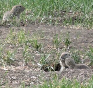 Gophers oftewel Richardson's grond eekhoorns zaten gisterenavond bij tientallen bij Prairie Oasis.Leuk hoor