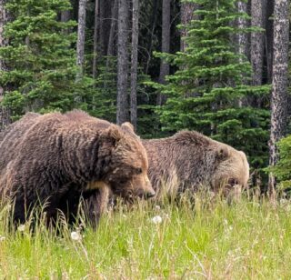 Wanneer je 's morgens in de berm langs de Trans Canada Highway 2 Grizzly beren ziet, dan stop je.

Op 5m afstand zie je dan deze schitterende dieren een maaltje jonge verse paardebloem bij elkaar scharrelen.

Totaal niet gestoord door de gestoorde snelweg toeristen met 📱tjes. Top dat we dit mochten tegenkomen in Canada 🇨🇦