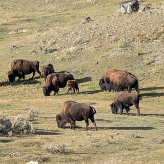 Yellowstone National Park heeft honderden bisons rondlopen - pak de weg naar Lamar Valley, beetje namiddag, de hele vallei vol.